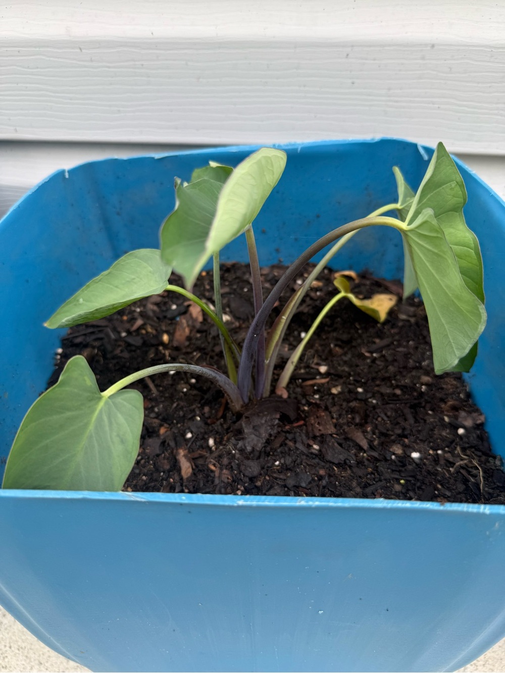Aravi (Taro) plant